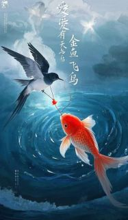 爱有天意,金鱼与飞鸟