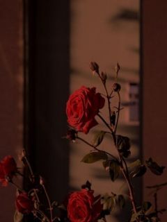 我闪婚青梅后,让我喜当爹的女友悔疯了